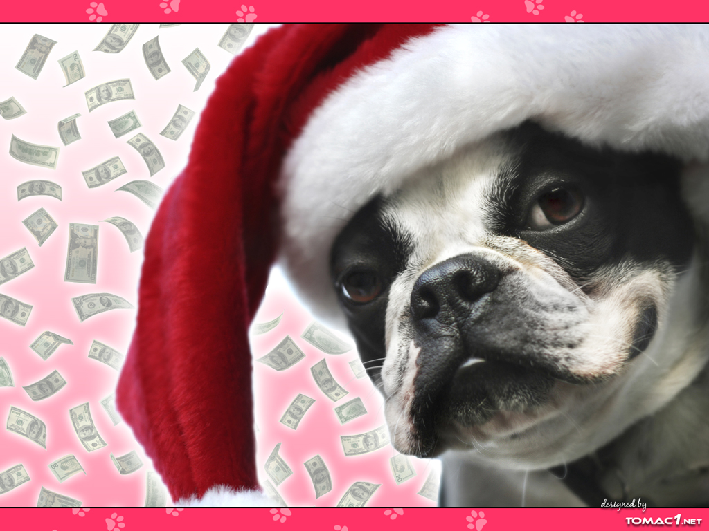 dollar-dog-1024x768
